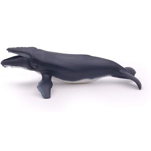 Baleine à bosse