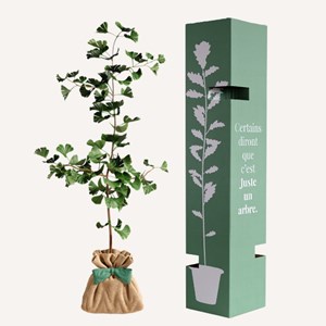 Ginkgo biloba - arbre porte bonheur