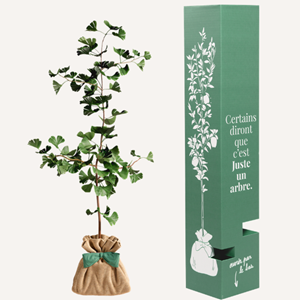 Ginkgo biloba - arbre porte bonheur