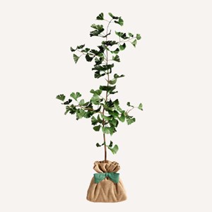 Ginkgo biloba - arbre porte bonheur