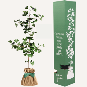 Ginkgo biloba - arbre porte bonheur