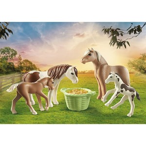 Country 2 poneys islandais et poulains
