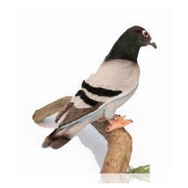 Pigeon voyageur 20cm - anima
