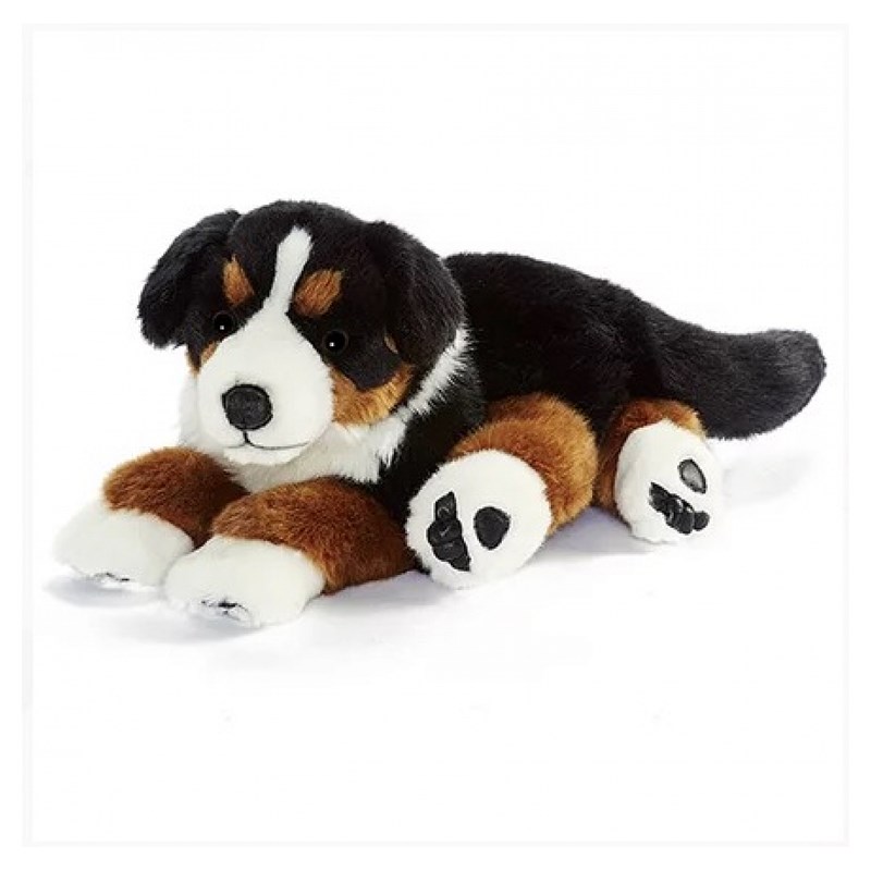 Bouvier bernois 42cm allonge