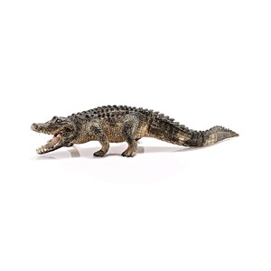 Wild life - alligator