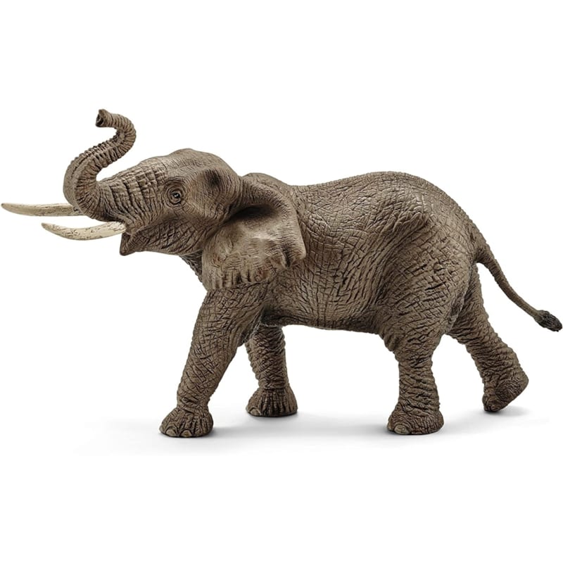 Éléphant d'afrique mâle