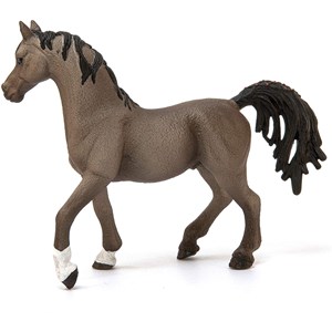 Horse club - etalon arabe