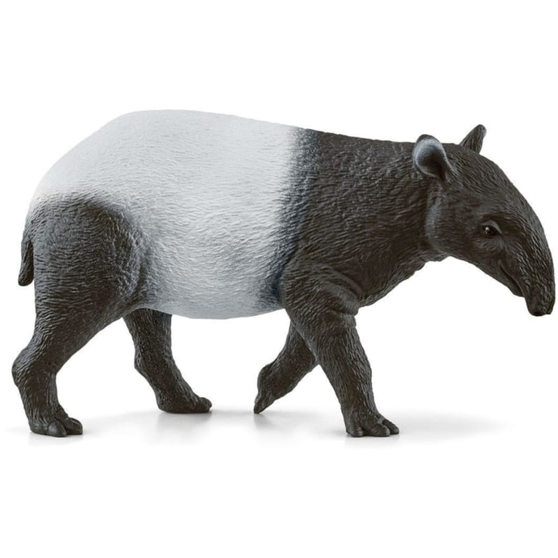 Wild life tapir
