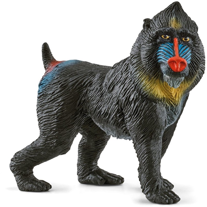 Wild life mandrill