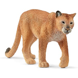 Wild life puma