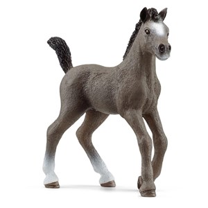Horse club poulain selle français