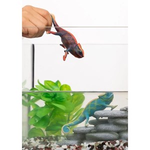 Wild life caméléon