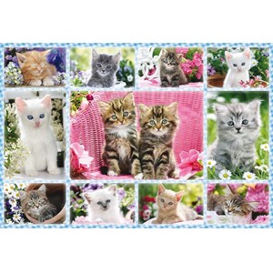 Puzzle chatons 100 pcs