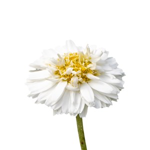 Camomille romaine - huile essentielle bio - 2.5ml garantie chromacert® - chémoty