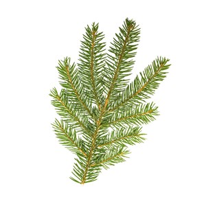 Épicéa (picea abies) - huile essentielle bio - 5ml garantie chromacert® - chémot