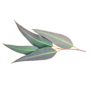 Eucalyptus citronné - huile essentielle bio - 10ml garantie chromacert® - chémot