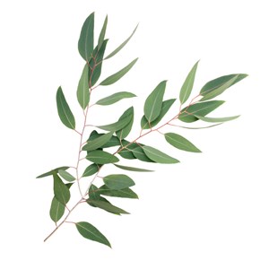 Eucalyptus staigeriana - huile essentielle bio - 5ml garantie chromacert® - chém
