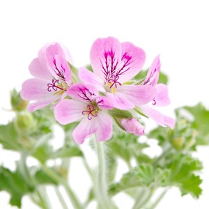 Géranium rosat cv egypte - huile essentielle bio - 5ml, garantie chromacert® - c