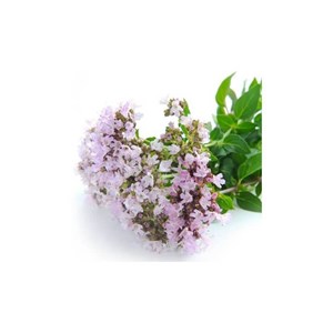 Marjolaine à coquilles - huile essentielle bio - 10ml garantie chromacert® - ché