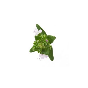 Marjolaine sylvestre - huile essentielle bio - 5ml garantie chromacert® - chémot