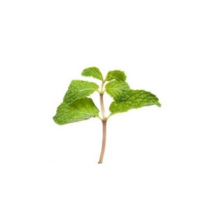 Patchouli (pogostemon cablin) - huile essentielle bio - 10ml garantie chromacert