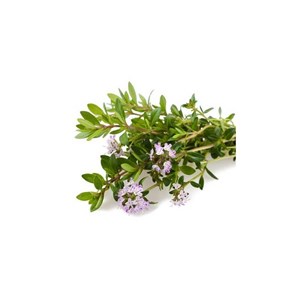 Sarriette des montagnes - huile essentielle bio - 5ml garantie chromacert® - ché