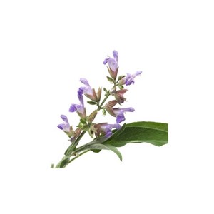Sauge à feuilles de lavande - huile essentielle bio - 5ml garantie chromacert® -