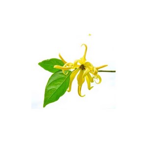 Ylang ylang complète - huile essentielle bio - 10ml garantie chromacert® - chémo