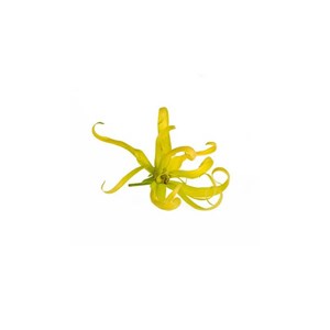 Ylang ylang iii (cananga odorata) - huile essentielle bio - 10ml garantie chroma