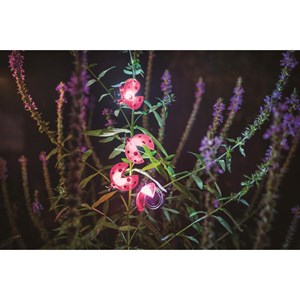 Décoration solaire -coccinelle clipsable