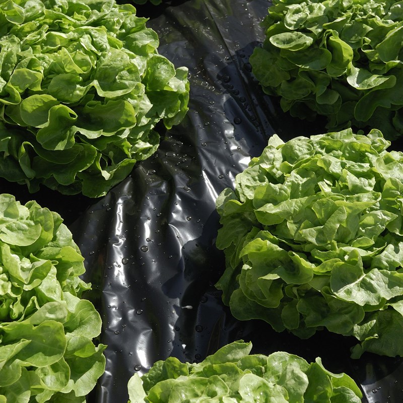 Film de paillage - 1,40 m x 10 m -