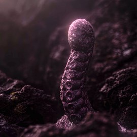 Néa, sextoy tentacule bordeaux