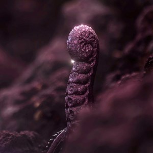 Néa, sextoy tentacule bordeaux