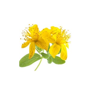 Millepertuis - macérât huileux bio 100ml