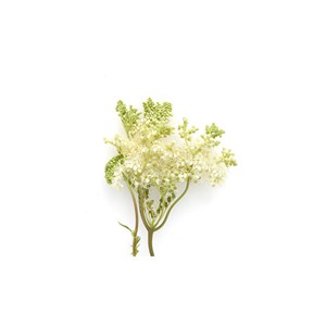 Reine des prés macérât huileux bio 100ml