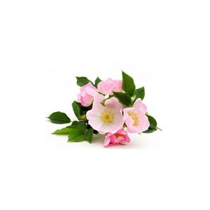 Rose musquée du chili bio - 100ml
