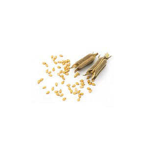 Sésame - huile végétale bio 100ml