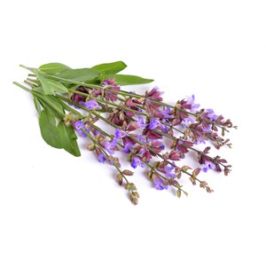 Sauge officinale - hydrolat bio 200ml