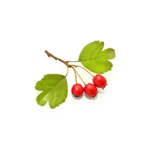Aubépine bio - 30ml (crataegus laevigata) – macérat concentré de bourgeons frais 30
