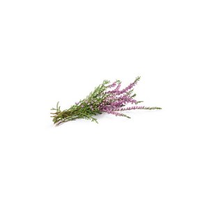 Bruyère bio - 30ml (calluna vulgaris) – macérat concentré de bourgeons frais 30