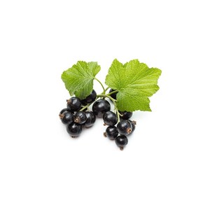 Cassis - macérat de bourgeons - 30ml bio 30