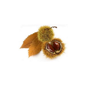 Châtaignier bio - 15ml 15