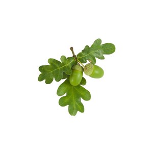 Chêne - macérat de bourgeons - 15ml  15