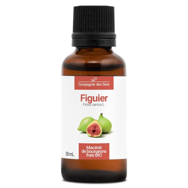 Figuier bio - 30ml (ficus carica) – macérat concentré de bourgeons frais