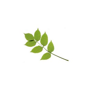 Frêne - macérat de bourgeons bio 30ml 30