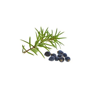 Genévrier macérat bourgeons bio 15ml 15