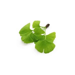 Ginkgo biloba bio - 15ml 15