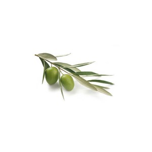 Olivier - macérat de bourgeons bio 15ml 15