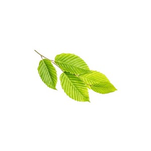 Orme bio - 30ml (ulmus campestris) – macérat concentré de bourgeons frais 30