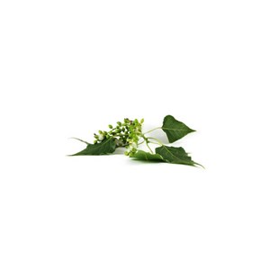Peuplier bio - 30ml (populus nigra) – macérat concentré de bourgeons frais 30